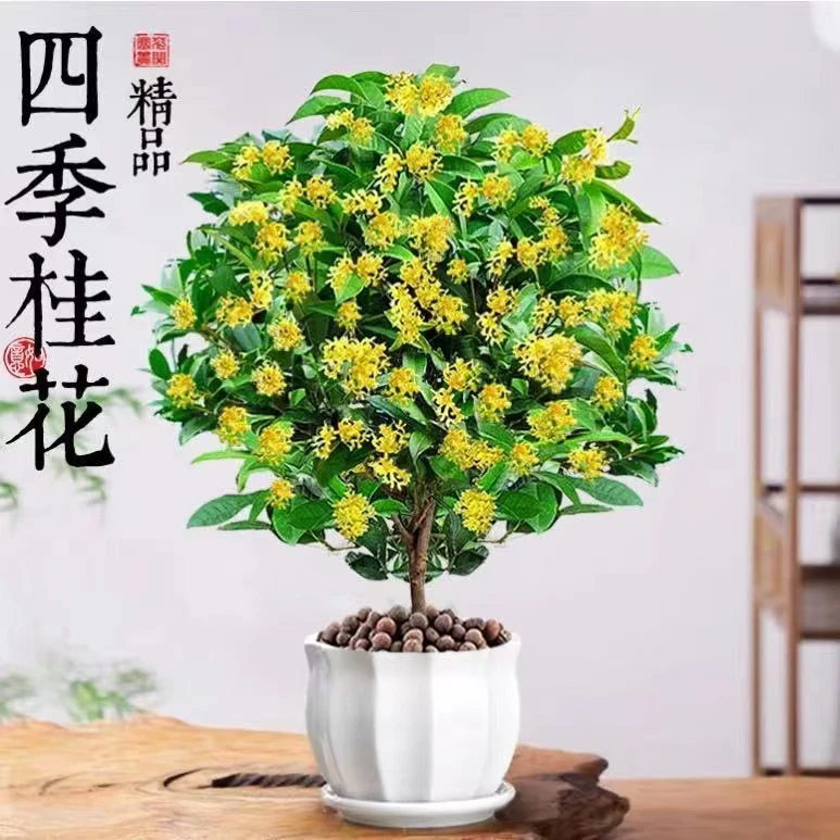 【四季桂花】带香味北方地栽室内外桂花盆栽绿植花卉客厅绿植大盆栽