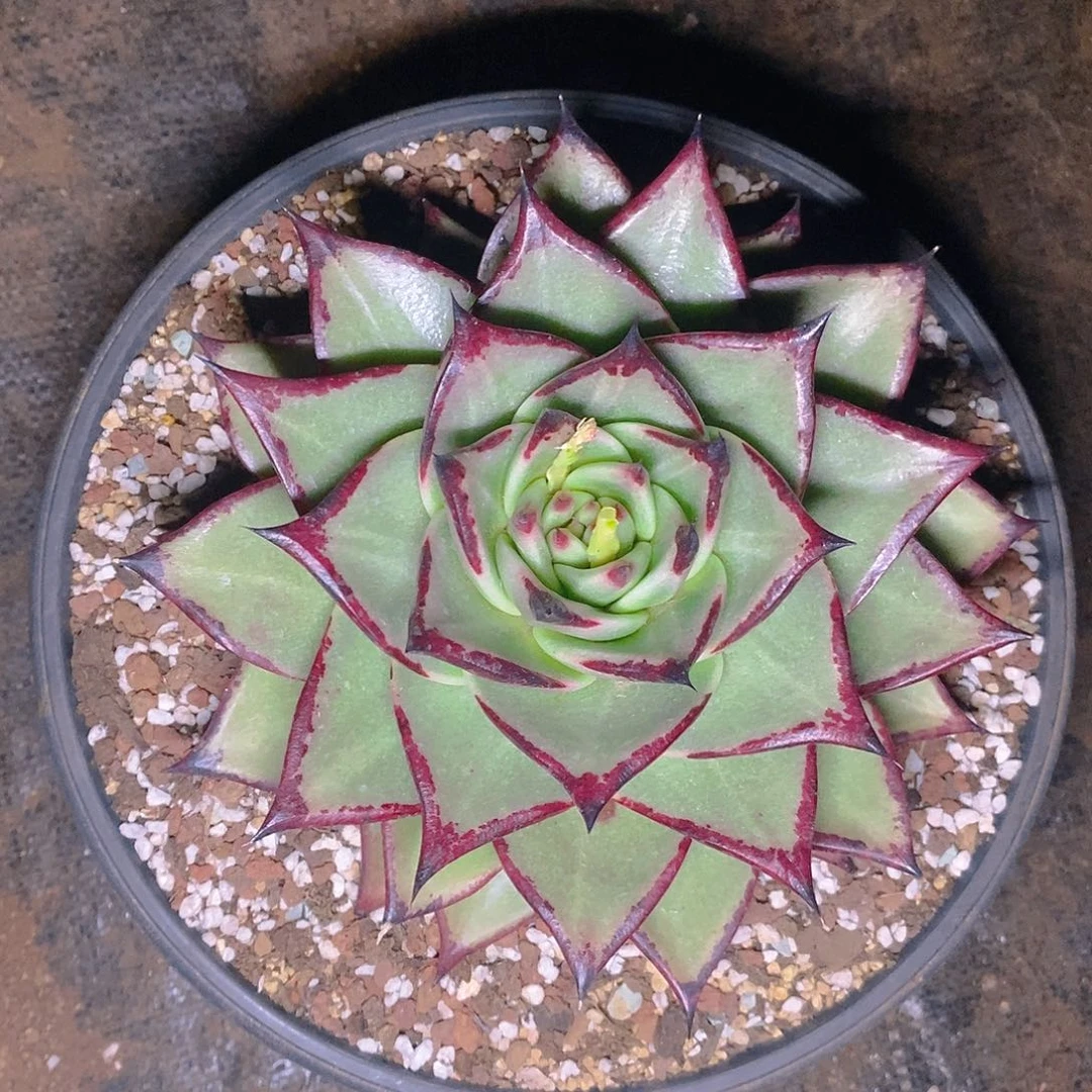 多肉植物乌木大头