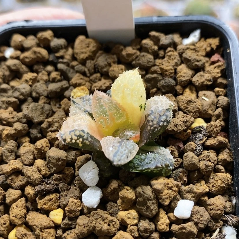 【闪购商品】13非组摩多锦