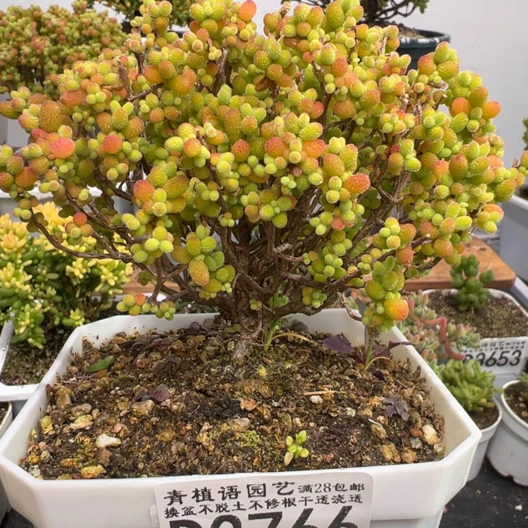 D3766金桔精控老桩