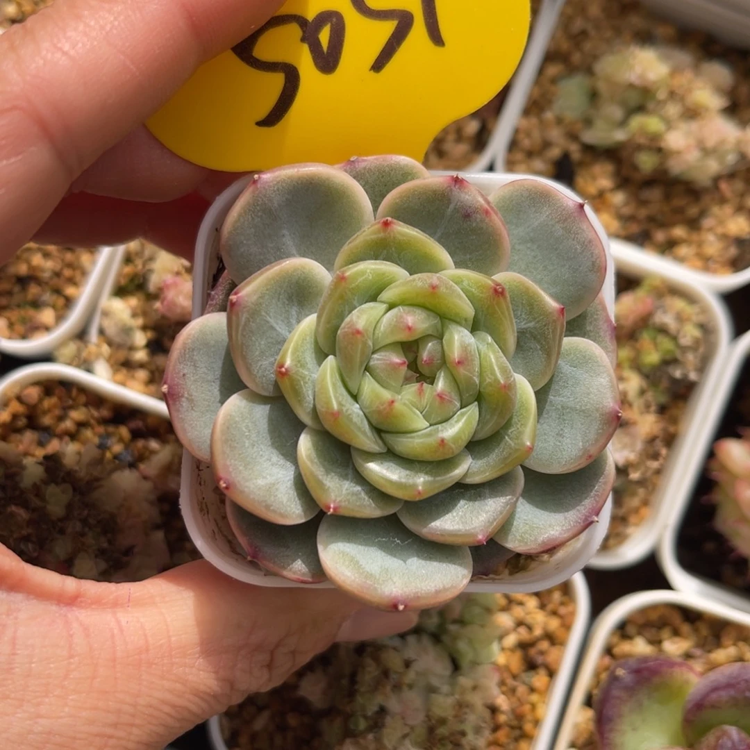 荔枝甜心单头5051