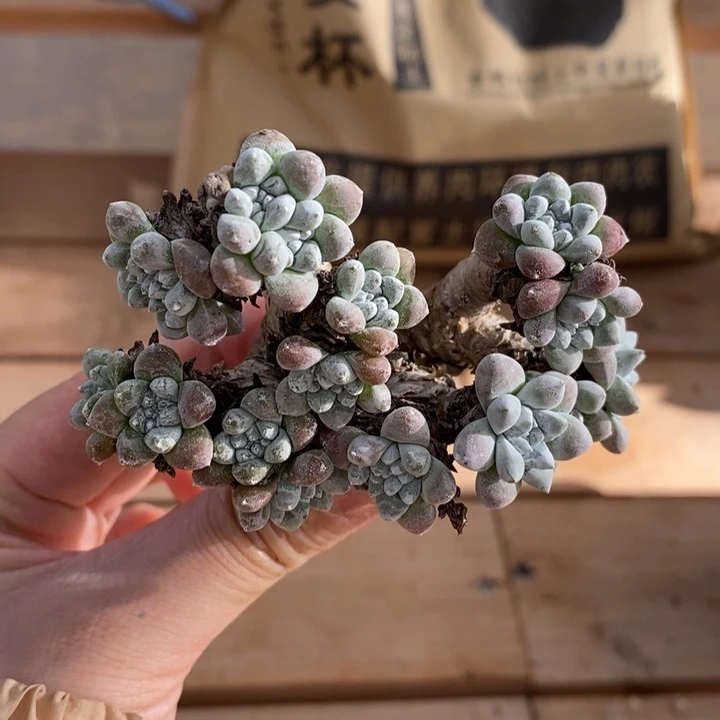 准20头潜力股格诺马