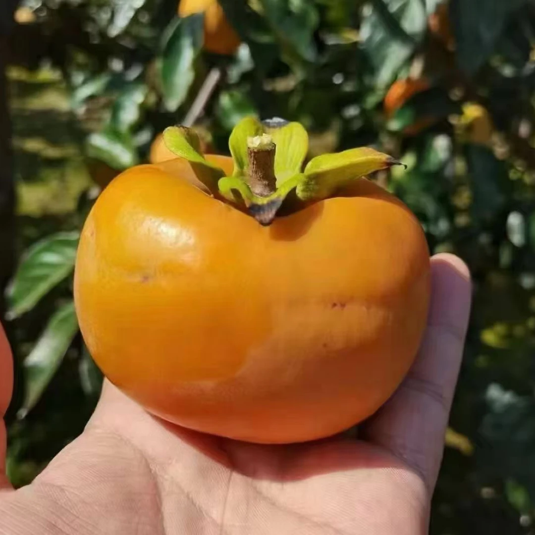 阳丰脆甜柿子山西运城特产新鲜脆柿子