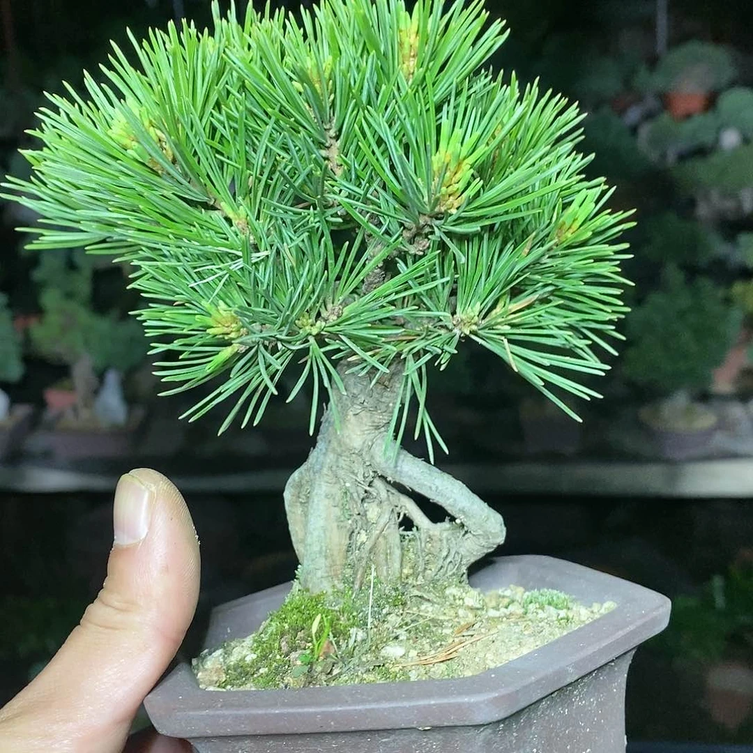 【闪购商品】无花朵