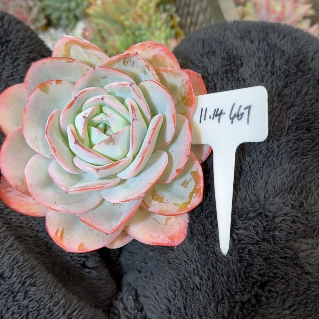 一物一拍布鲁兰467