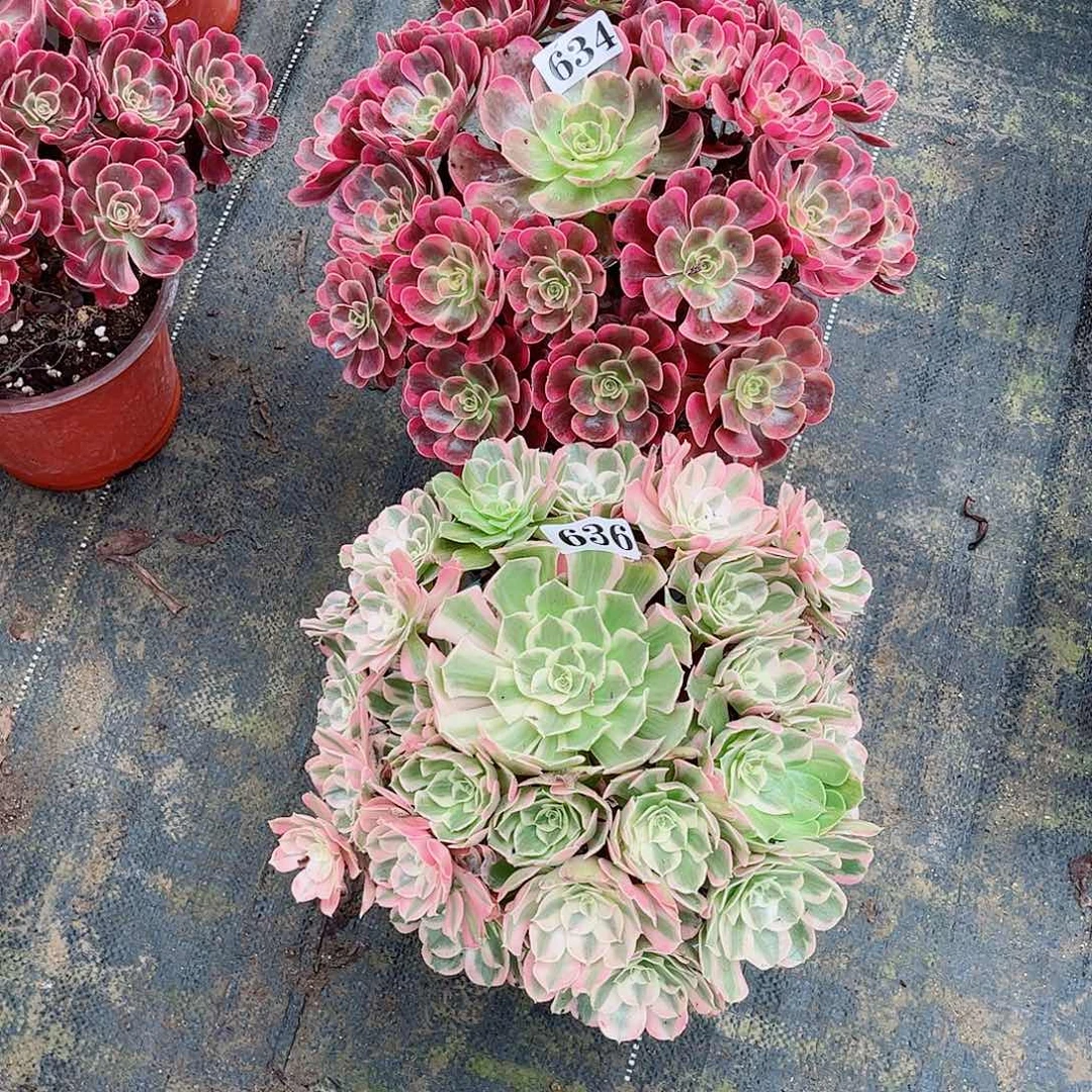 无花朵郭**太多肉植物组合爱神男神634636