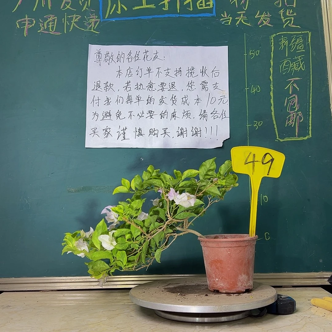 当前无花栽培后可以开花金边叶丽娜 49