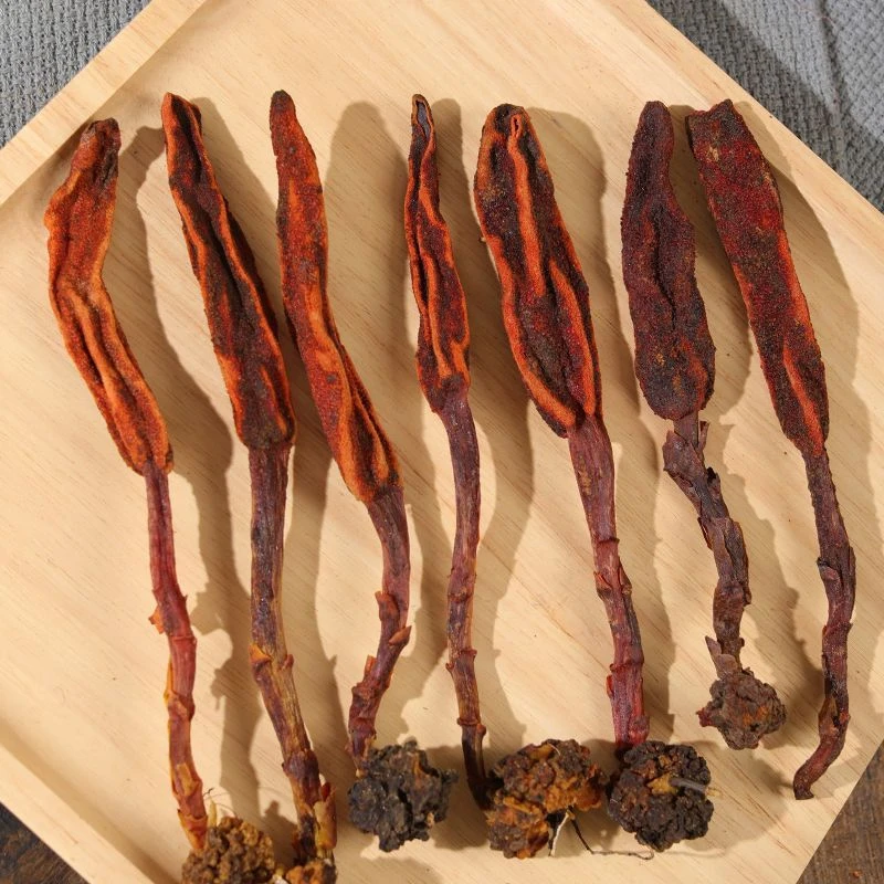 大山里的珍品    春天的草