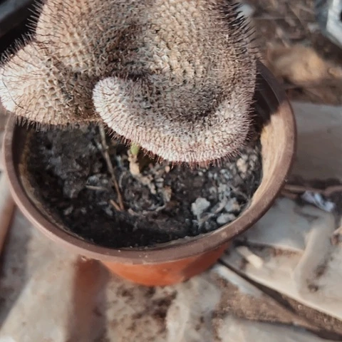 2000福利开播仙人球