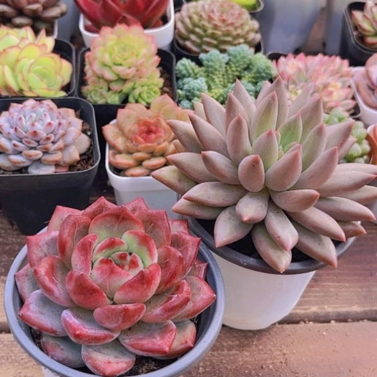 大红蜻蜓➕大夜魔侠➕冰玉单头