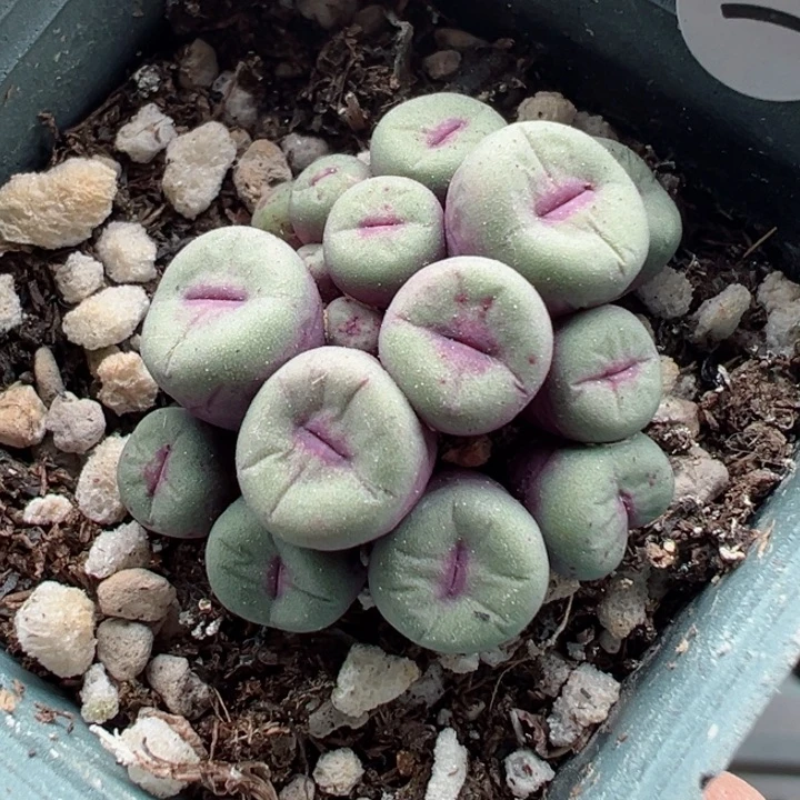 7好1111111111111111