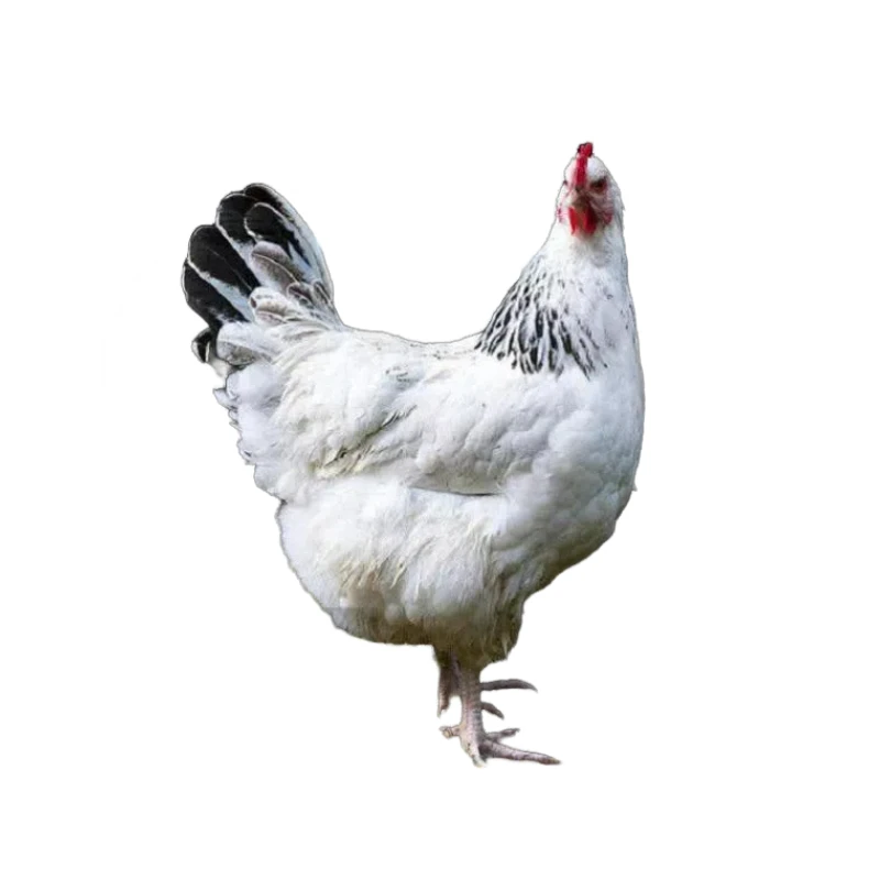 白芦花到手10只整鸡肉质鲜美