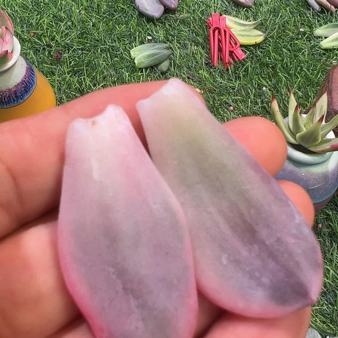 小***狐多肉植物多肉植物