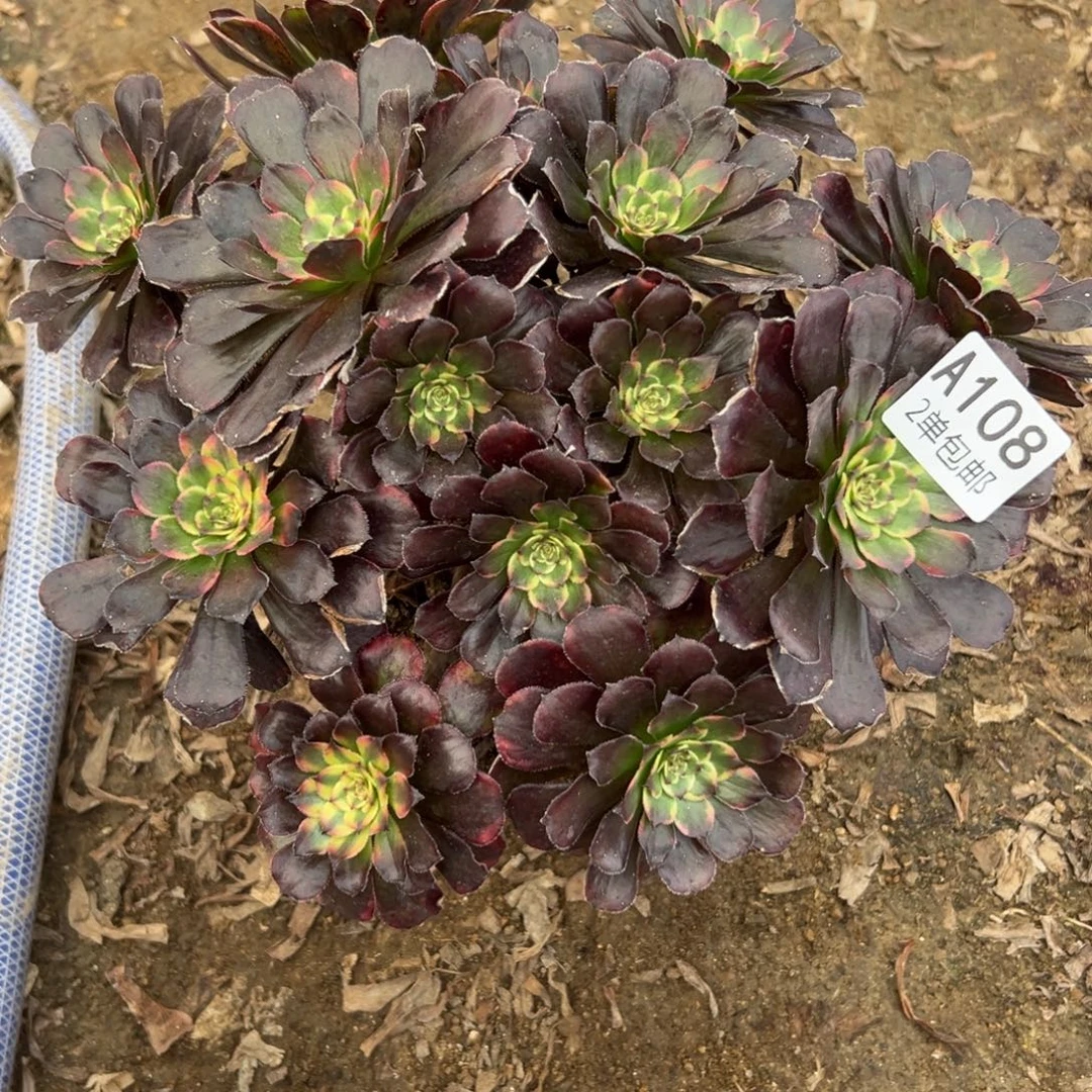 108多肉   金刚不包断头