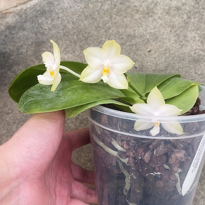 大部分花苞少量开放