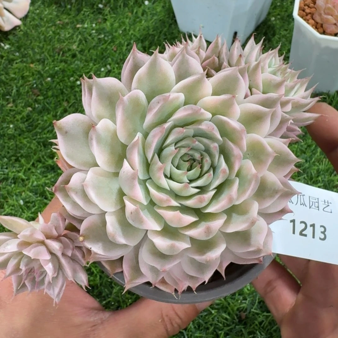 1213玛格丽特锦多肉植物