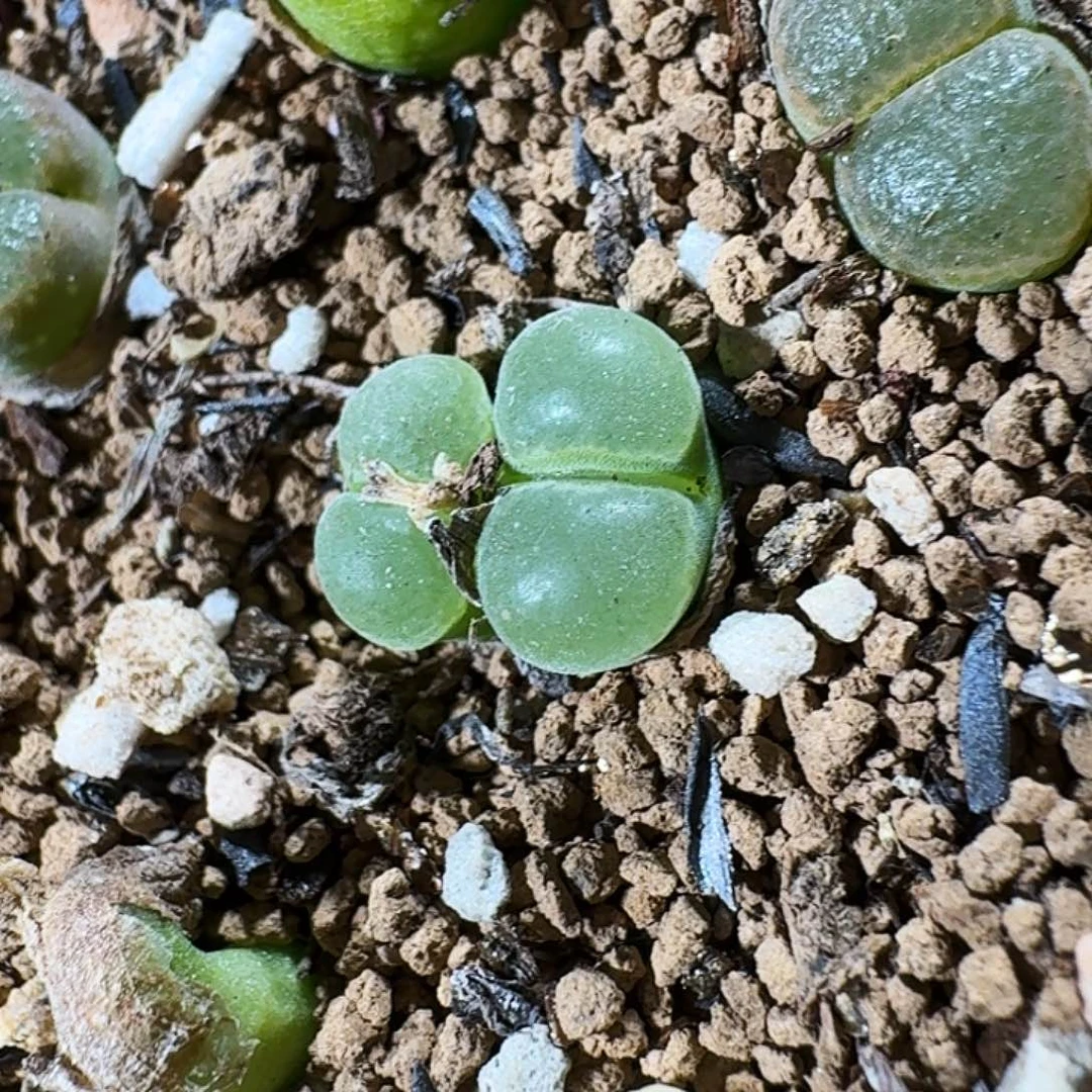 多肉植物福利风铃捡漏275