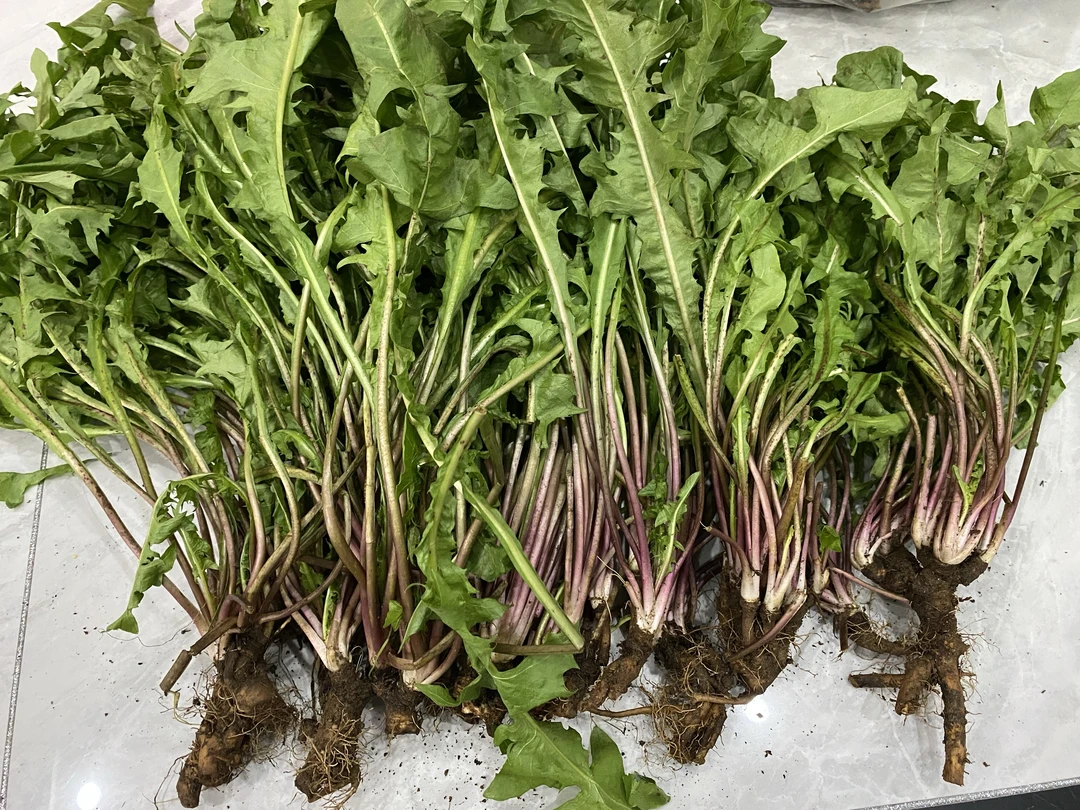 东北秋冬野生现挖霜打红叶大颗婆婆丁新鲜（苦，需焯水吃可泡茶）