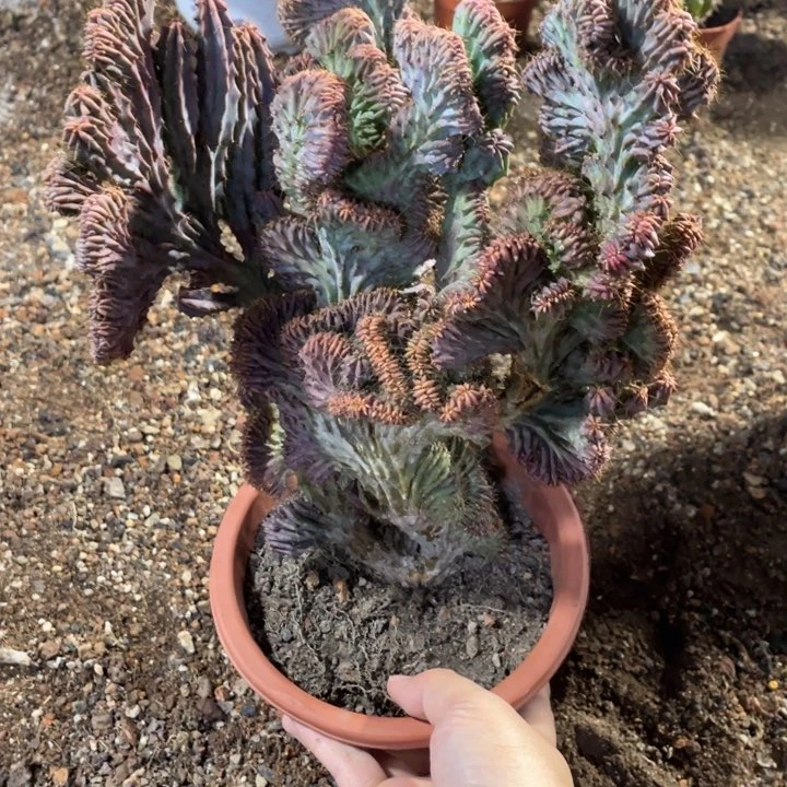 大*泰龙木缀化中等尺寸