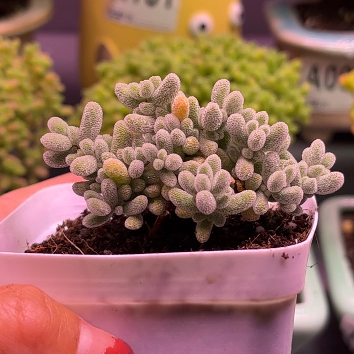 包*妹冰晶优选枝干