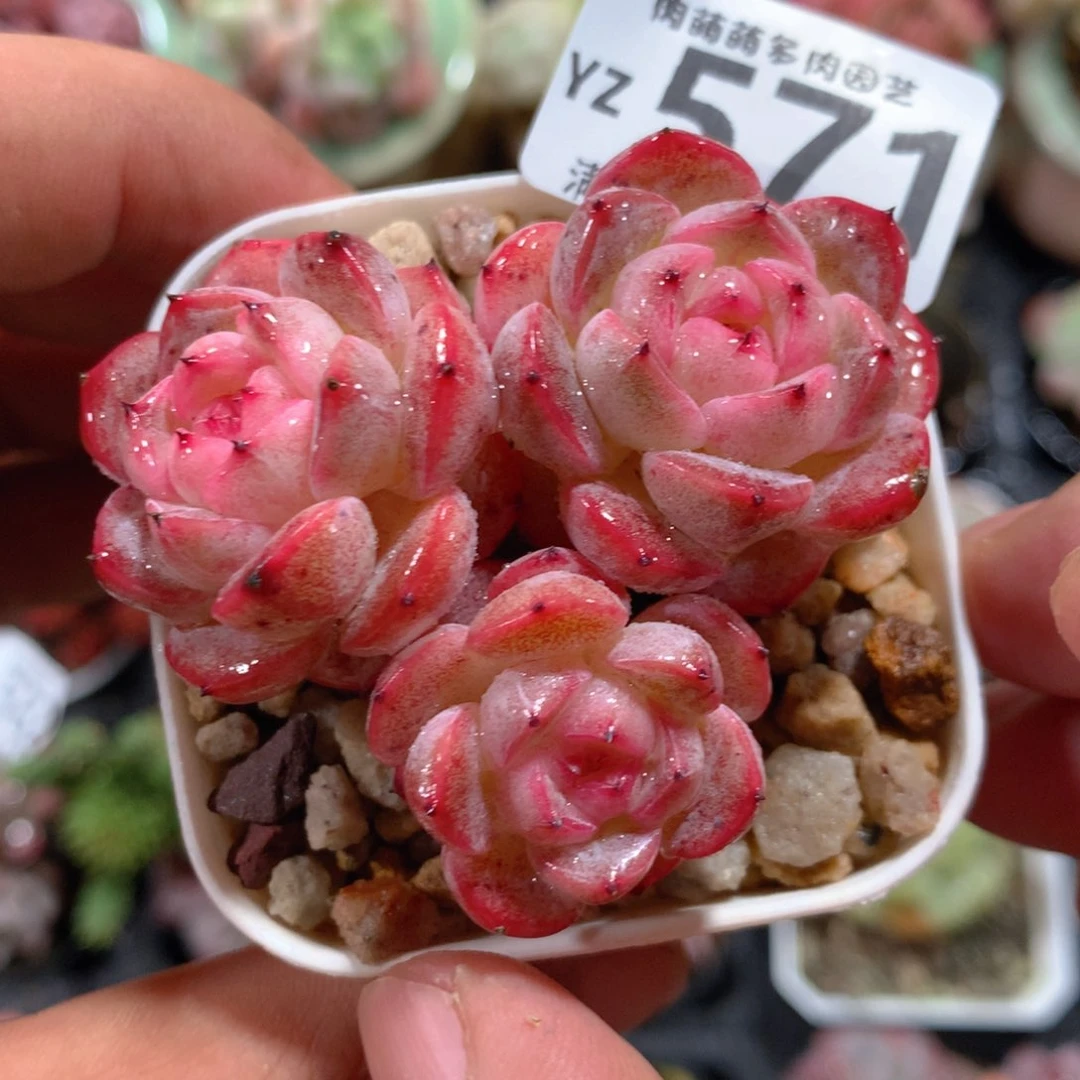 5CM拇指盆精控多肉YZ571