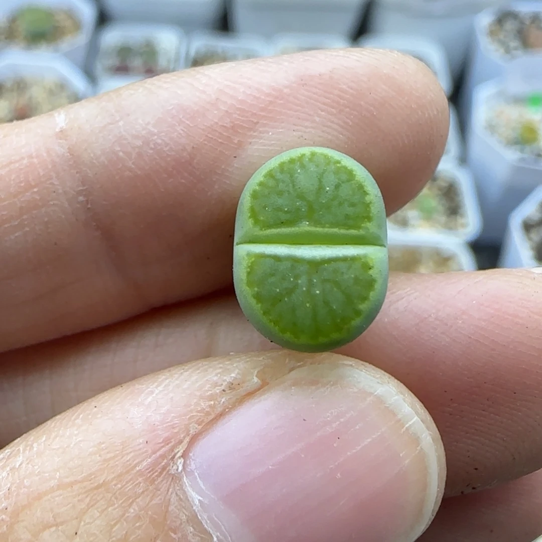 503绿菊开播福利一颗