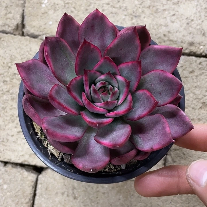 漂亮玛丽亚锦一物一拍锦龙