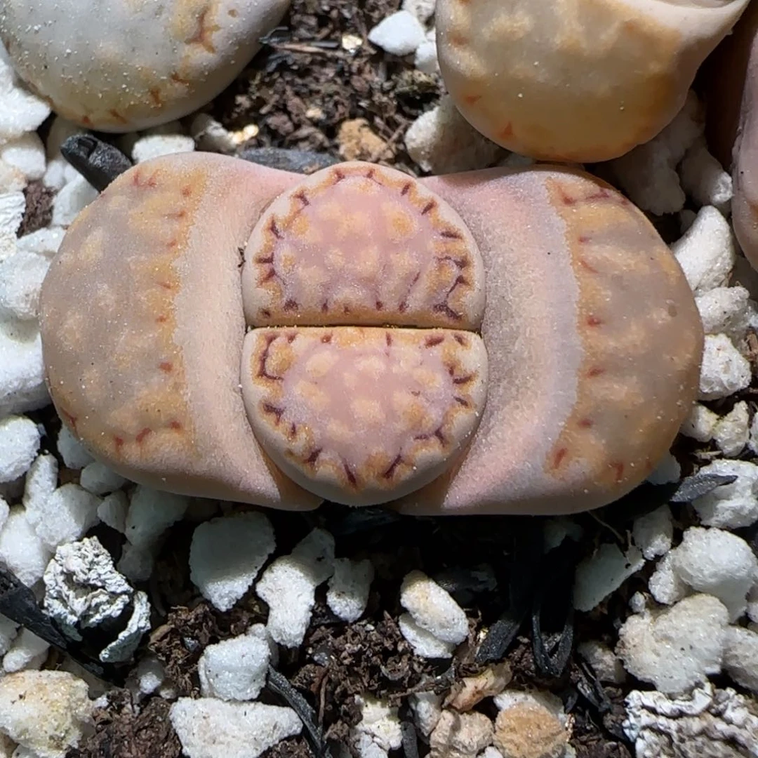 3.13，c215饼干小粉，9020