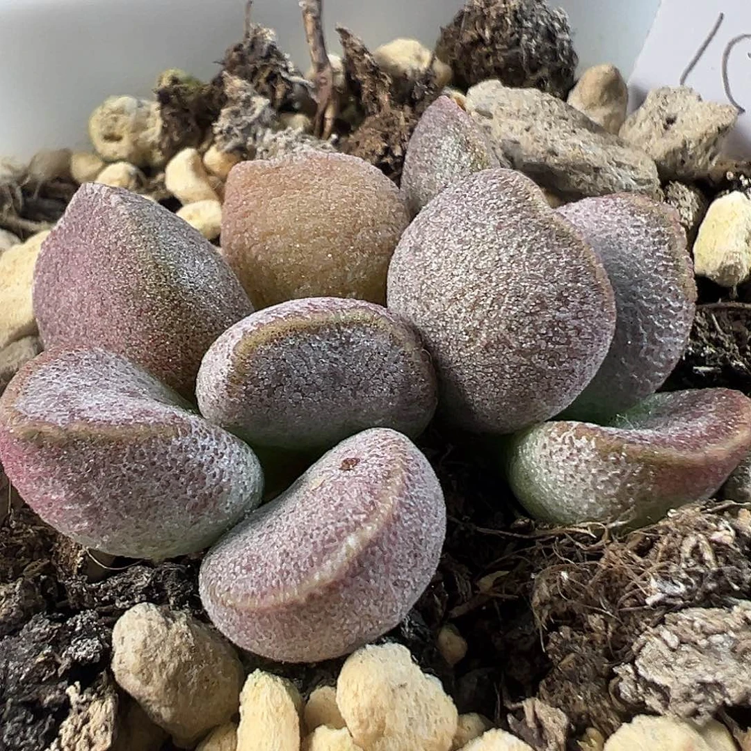 实生新品多肉水泡植物