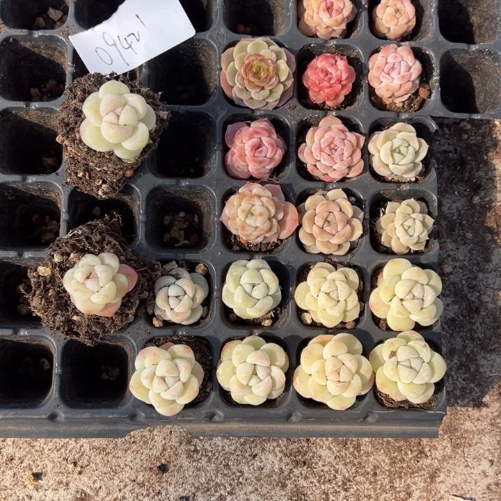 09421一物一拍专拍