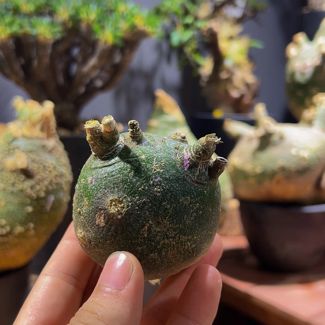精品球腺蔓块根植物
