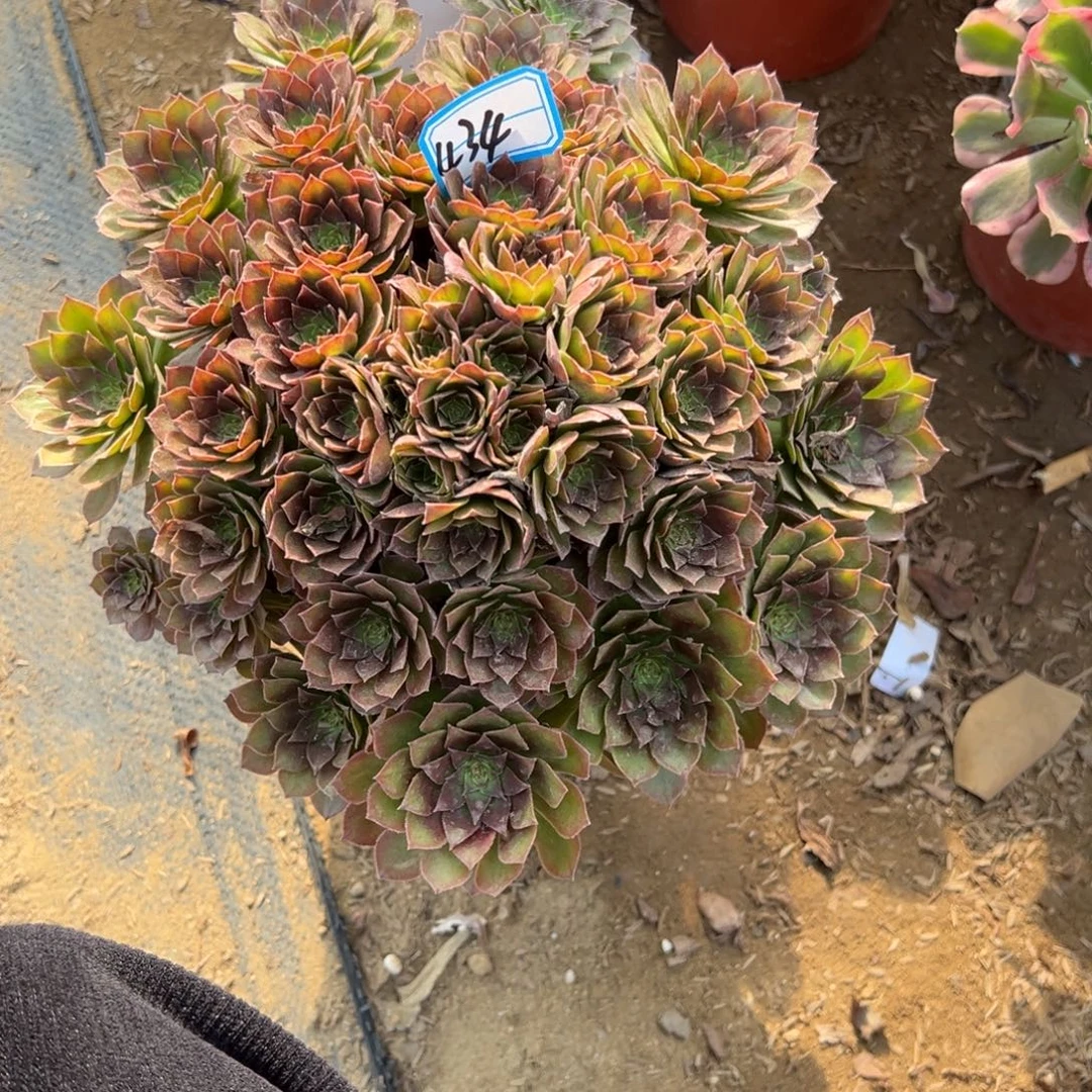 434红魔多肉植物法师多肉