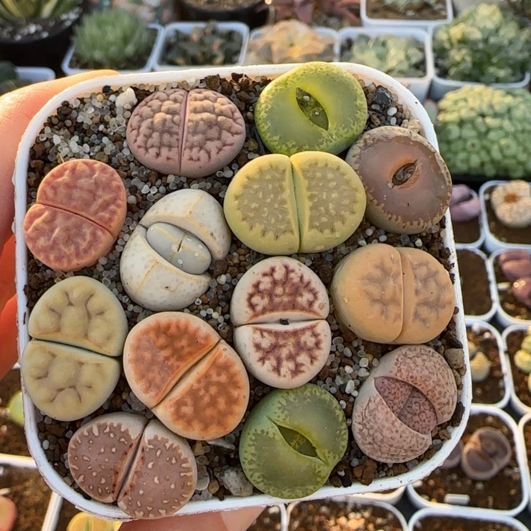 生石花多肉植物百科