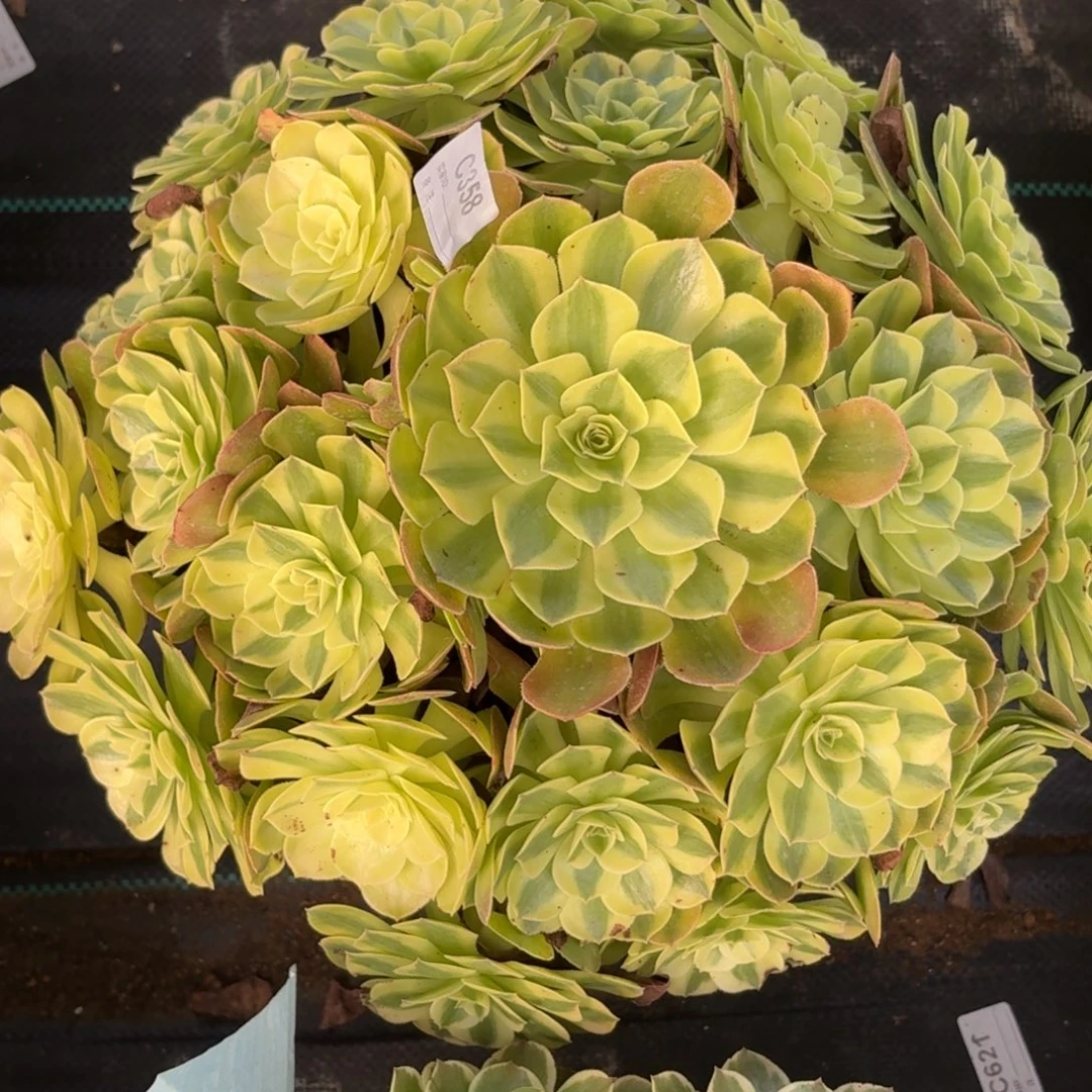 358超大雨河多肉植物发货