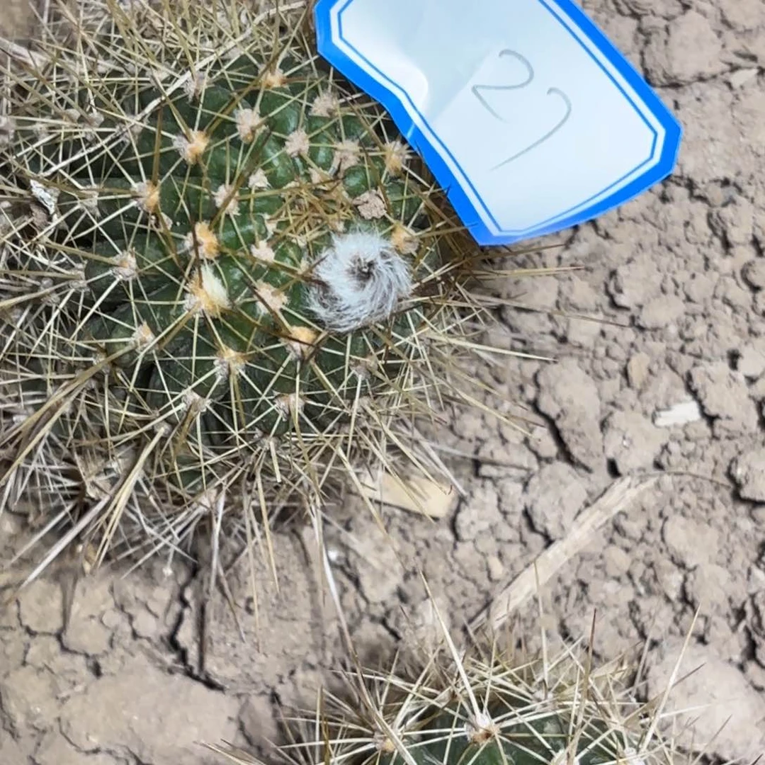 27 带根毛花仙人球小黄