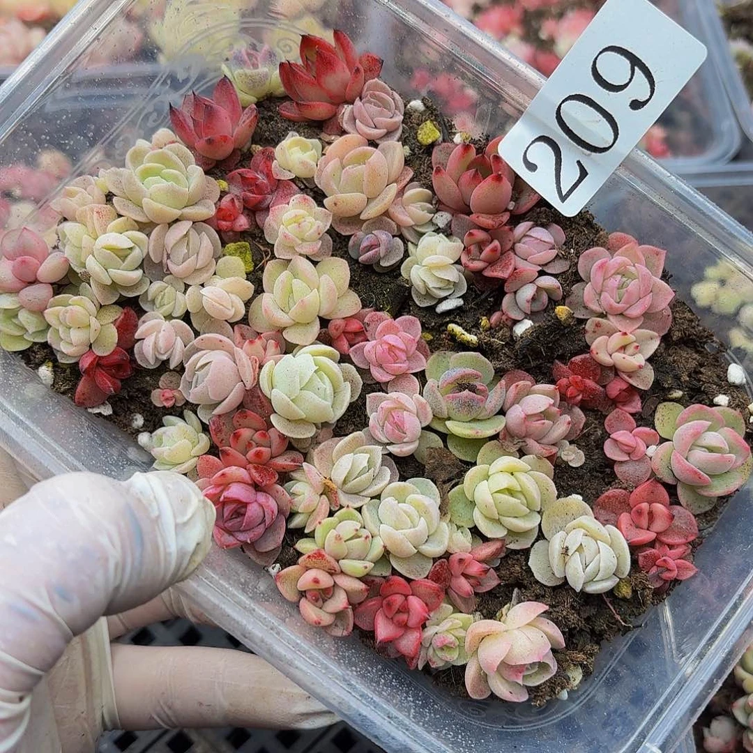 多肉植物多肉植物209