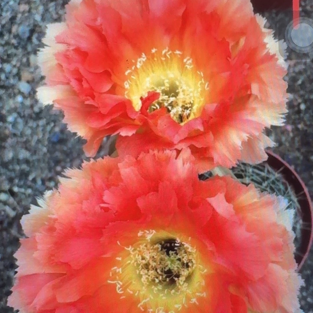 凤18号侧芽4公分彩草