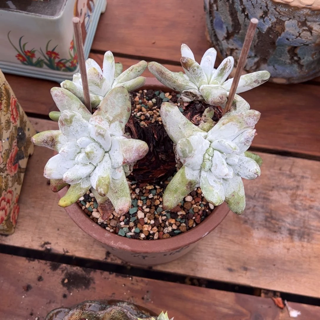 吾*2167哈哈哈哈哈哈哈