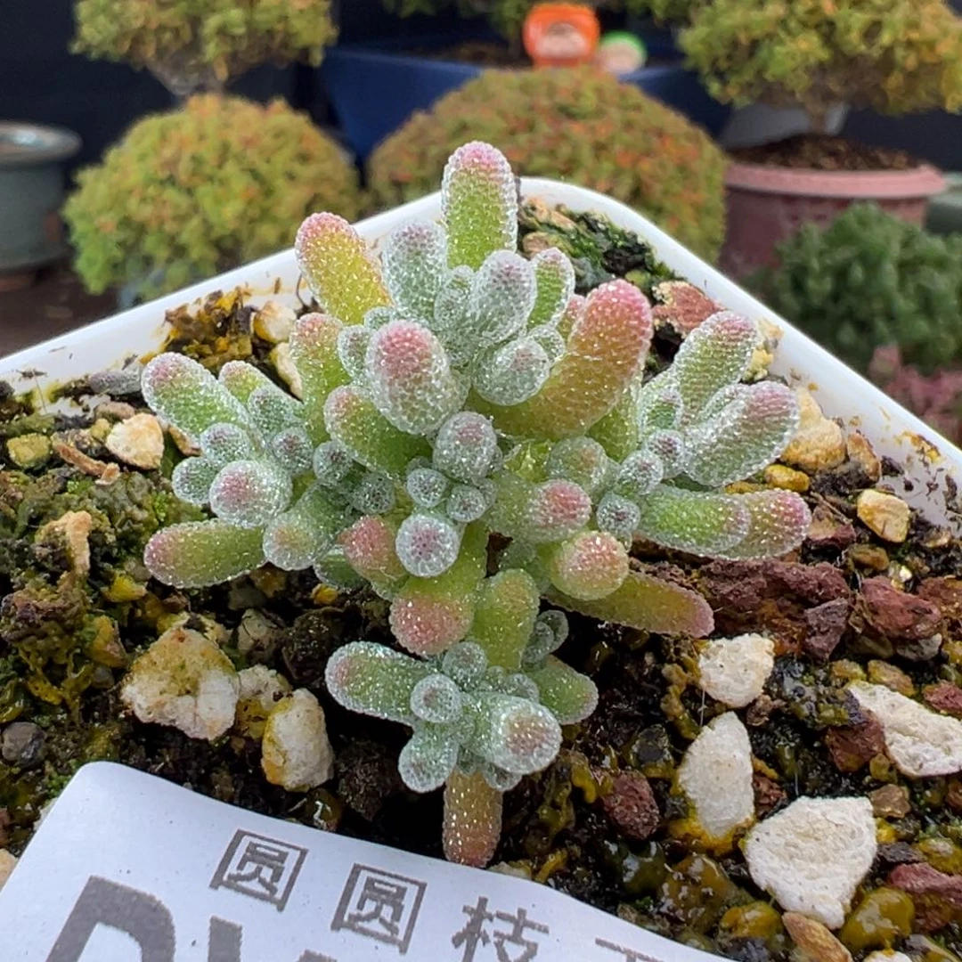 dy5612实生橙冰晶冠幅3cm