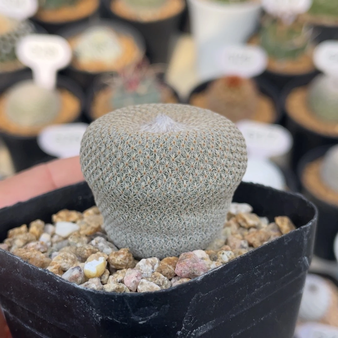 小人帽子        实生根