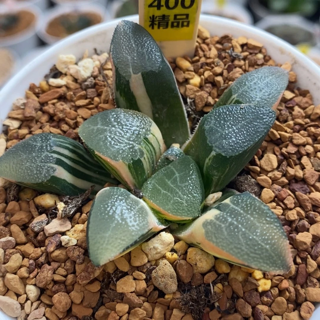 400网纹克十二卷多肉