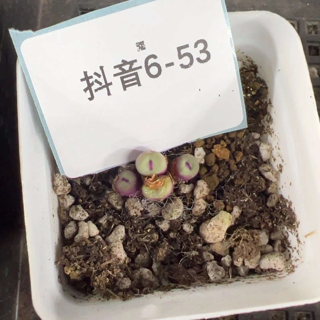 6-53肉锥多肉植物，
