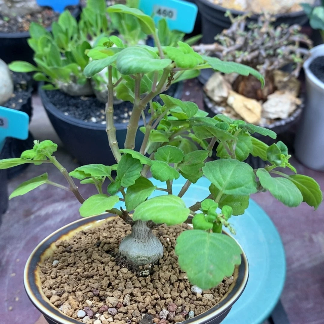 爱氏延命草多肉植物