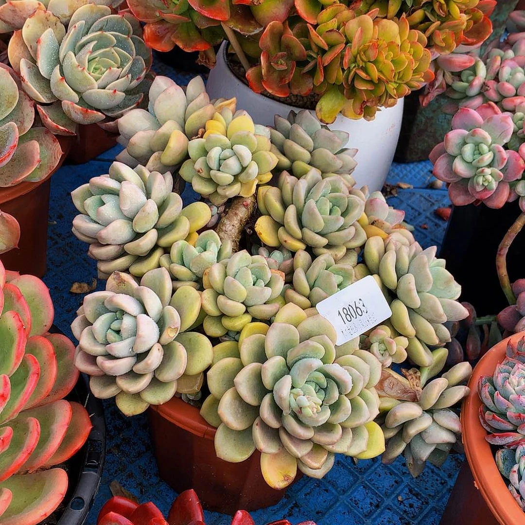 用***3     花斑鹿多肉18063