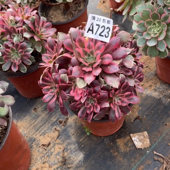 723浣纱法师不包断枝