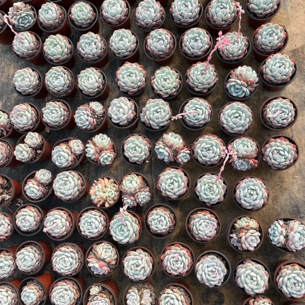 橙梦露多肉植物老桩多肉