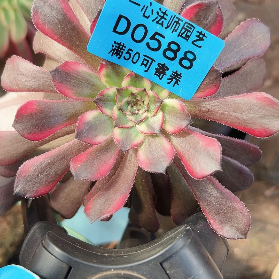 多肉植物多肉植物0588