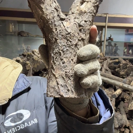 香榧木为**留火琉璃的故事毛料摆件