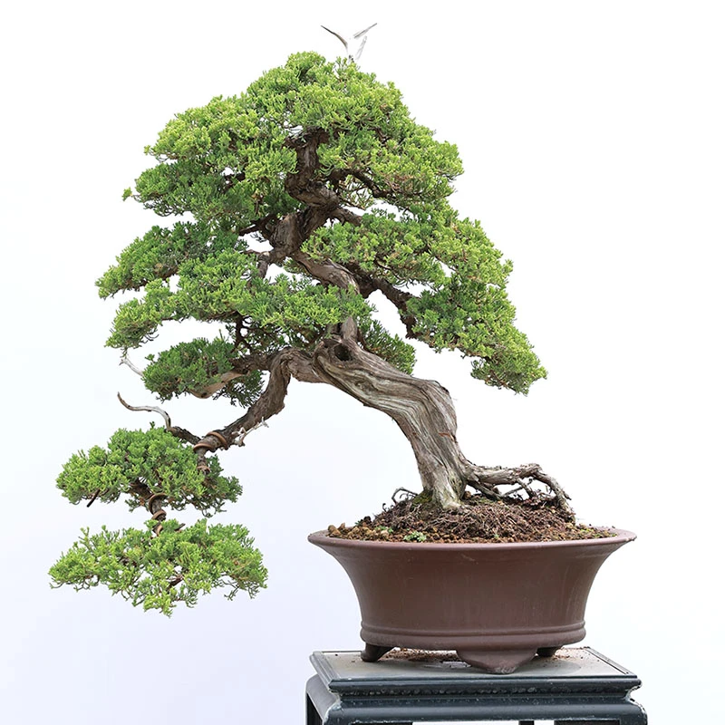 绿植迎客松地柏盆栽铺地柏造型盆景四季常青庭院柏树苗绿033950