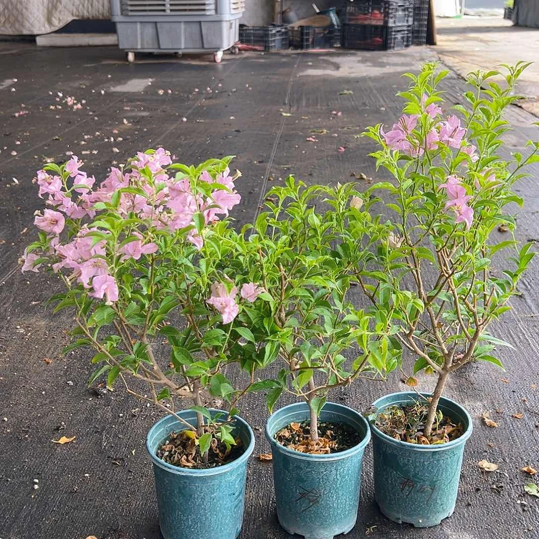 当前无花栽培后可以开花柳叶苹果花掌中宝一颗